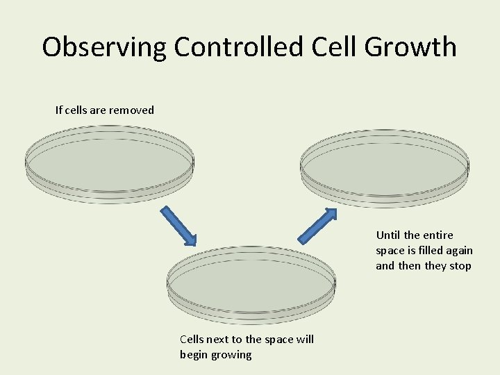 Observing Controlled Cell Growth If cells are removed Until the entire space is filled