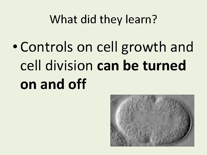 What did they learn? • Controls on cell growth and cell division can be