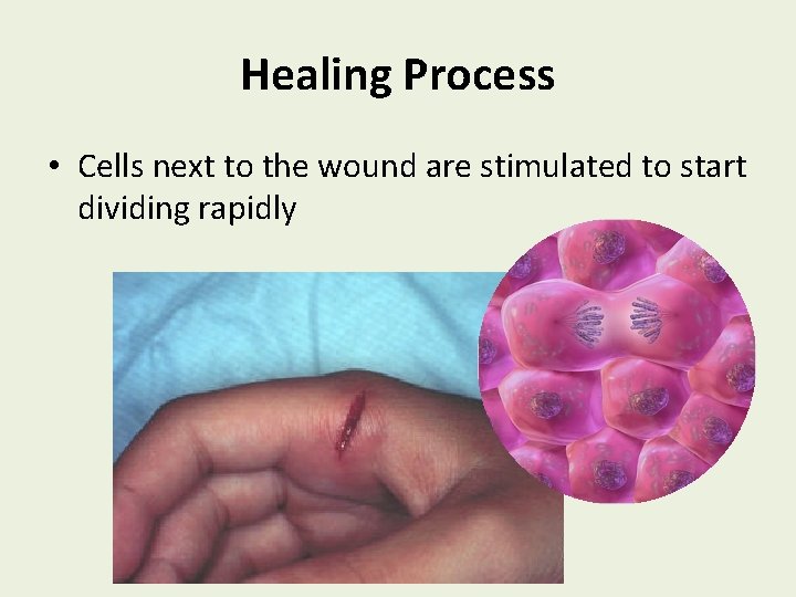 Healing Process • Cells next to the wound are stimulated to start dividing rapidly
