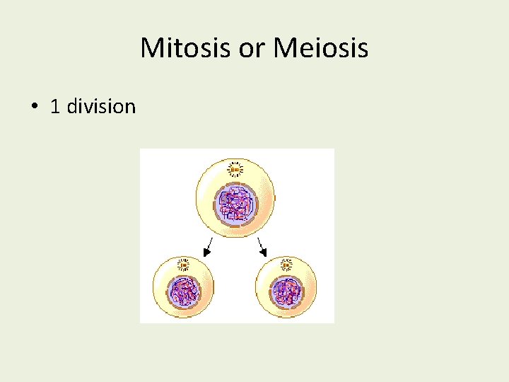 Mitosis or Meiosis • 1 division 