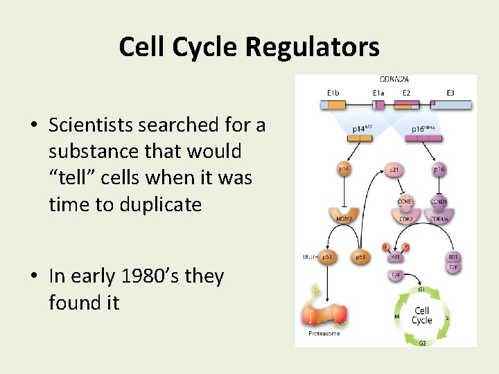 Cell Cycle Regulators • Scientists searched for a substance that would “tell” cells when