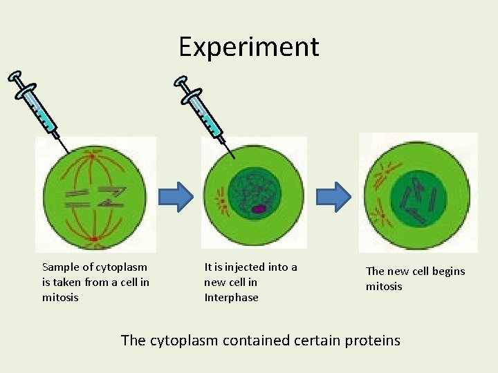 Experiment Sample of cytoplasm is taken from a cell in mitosis It is injected