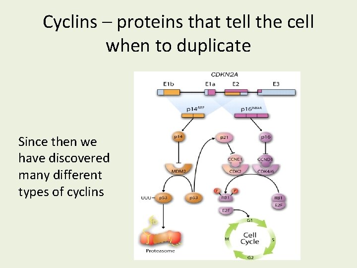 Cyclins – proteins that tell the cell when to duplicate Since then we have