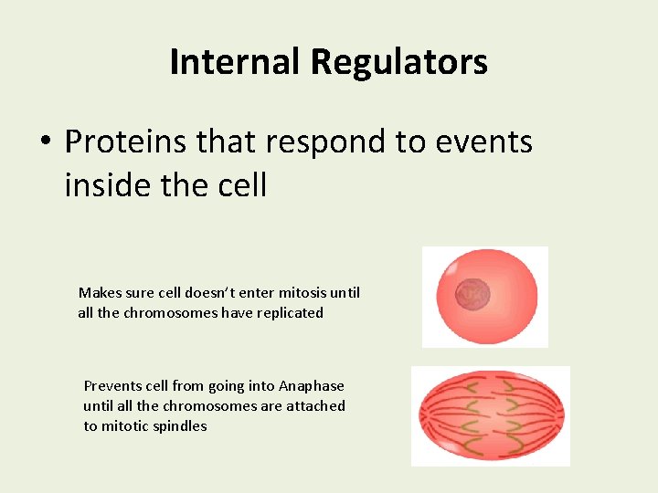 Internal Regulators • Proteins that respond to events inside the cell Makes sure cell