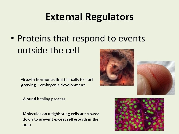 External Regulators • Proteins that respond to events outside the cell Growth hormones that