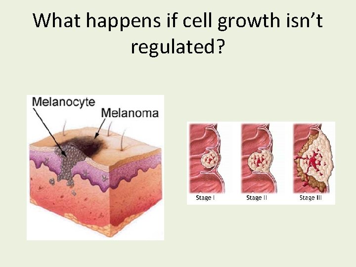 What happens if cell growth isn’t regulated? 