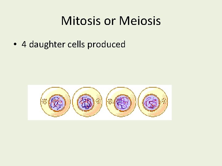 Mitosis or Meiosis • 4 daughter cells produced 