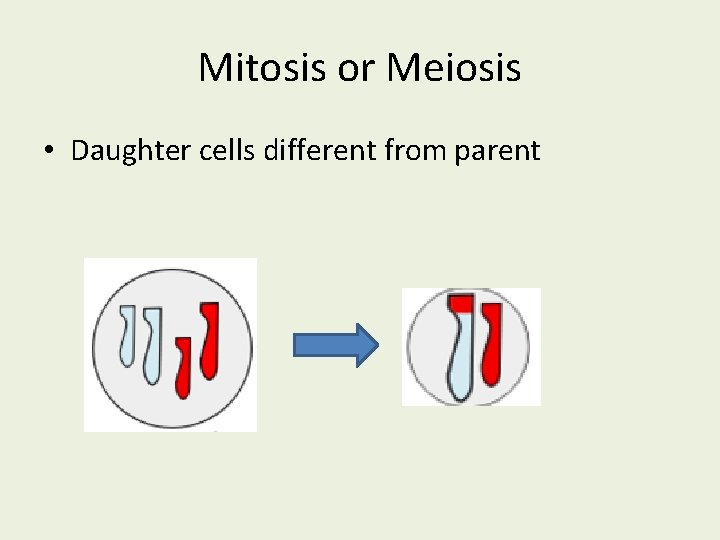 Mitosis or Meiosis • Daughter cells different from parent 