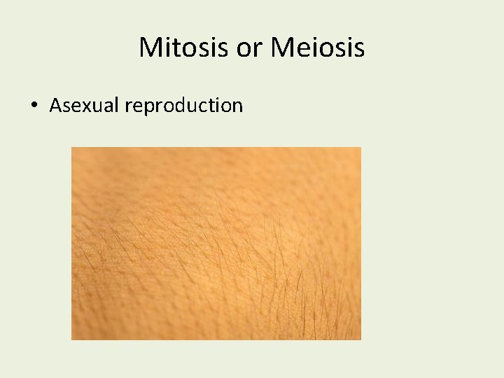 Mitosis or Meiosis • Asexual reproduction 