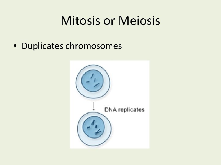 Mitosis or Meiosis • Duplicates chromosomes 