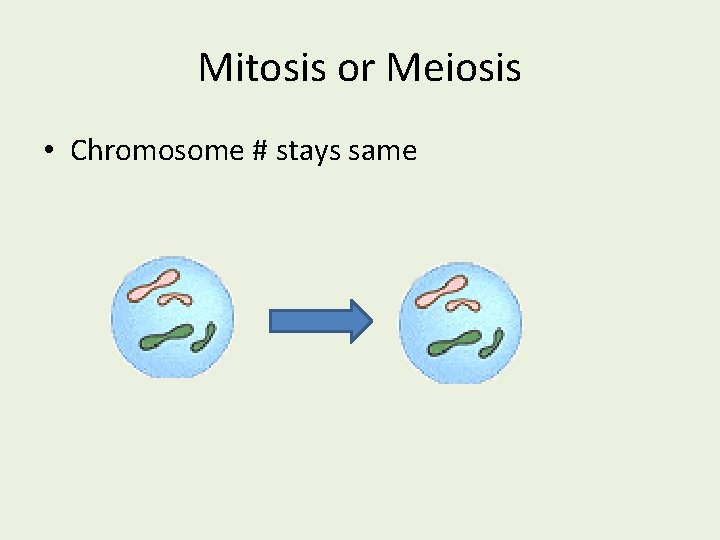 Mitosis or Meiosis • Chromosome # stays same 