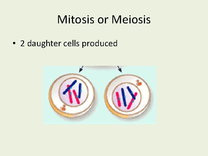 Mitosis or Meiosis • 2 daughter cells produced 