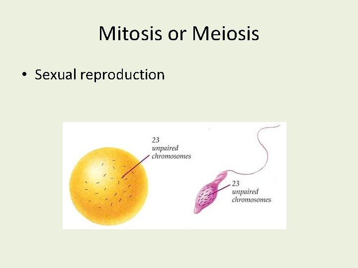 Mitosis or Meiosis • Sexual reproduction 