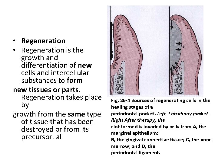  • Regeneration is the growth and. differentiation of new cells and intercellular substances