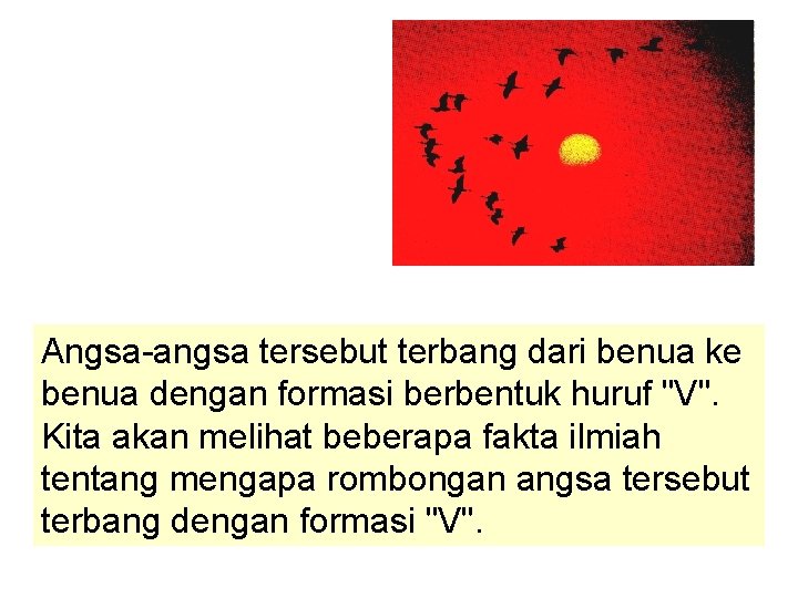 Angsa-angsa tersebut terbang dari benua ke benua dengan formasi berbentuk huruf "V". Kita akan