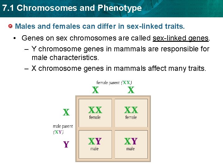 7. 1 Chromosomes and Phenotype Males and females can differ in sex-linked traits. •