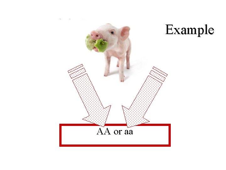 Example AA or aa 