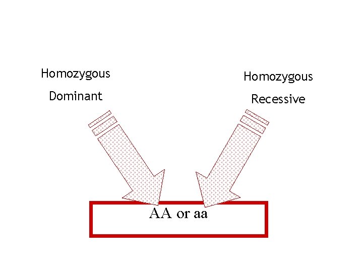 Homozygous Dominant Recessive AA or aa 