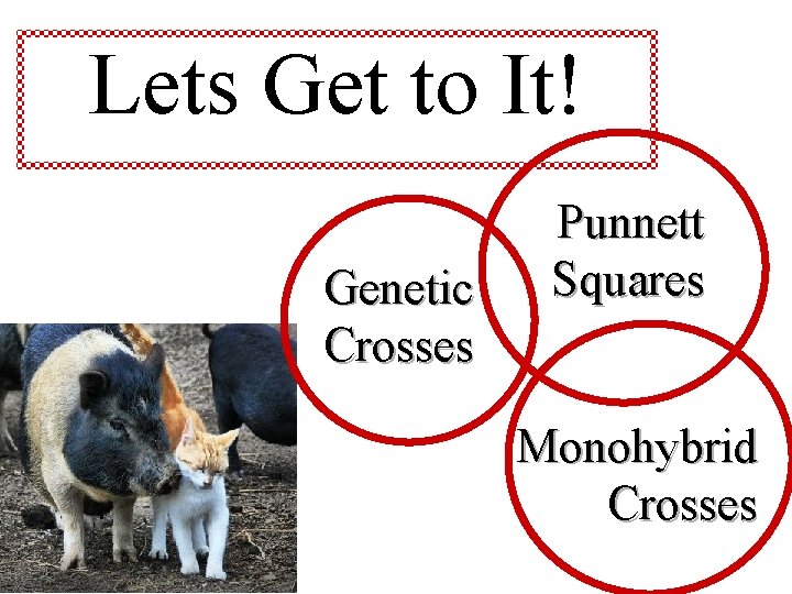 Lets Get to It! Genetic Crosses Punnett Squares Monohybrid Crosses 