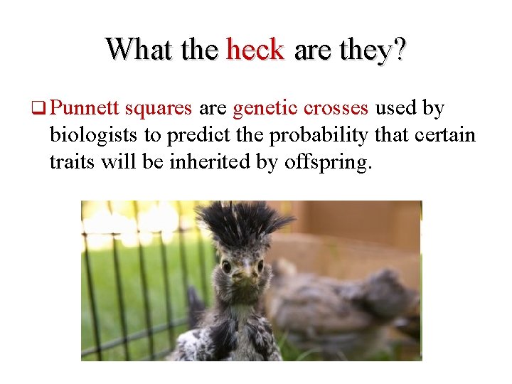 What the heck are they? q Punnett squares are genetic crosses used by biologists