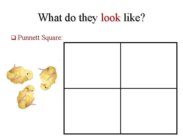 What do they look like? q Punnett Square: 