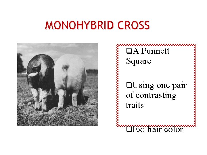 MONOHYBRID CROSS q. A Punnett Square q. Using one pair of contrasting traits q.