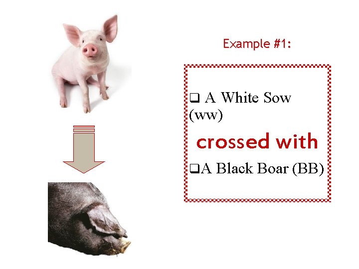 Example #1: A White Sow (ww) q crossed with q. A Black Boar (BB)