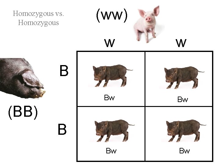 Homozygous vs. Homozygous (ww) w w Bw Bw B (BB) B 