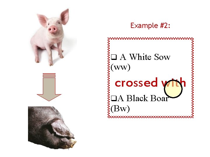 Example #2: A White Sow (ww) q crossed with q. A Black Boar (Bw)