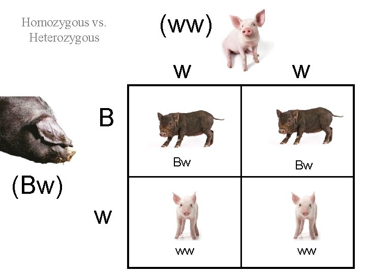Homozygous vs. Heterozygous (ww) w w Bw Bw ww ww B (Bw) w 