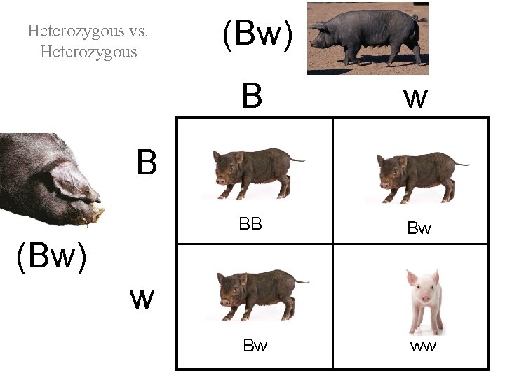 Heterozygous vs. Heterozygous (Bw) B w BB Bw Bw ww B (Bw) w 