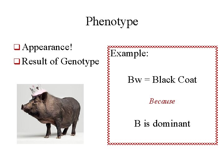 Phenotype q Appearance! q Result of Genotype Example: Bw = Black Coat Because B