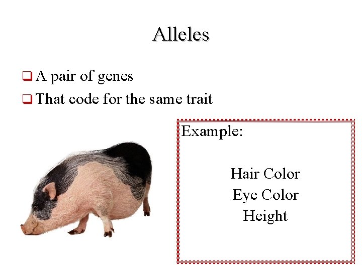 Alleles q. A pair of genes q That code for the same trait Example: