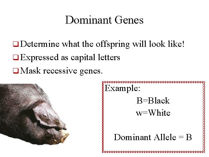Dominant Genes q Determine what the offspring will look like! q Expressed as capital