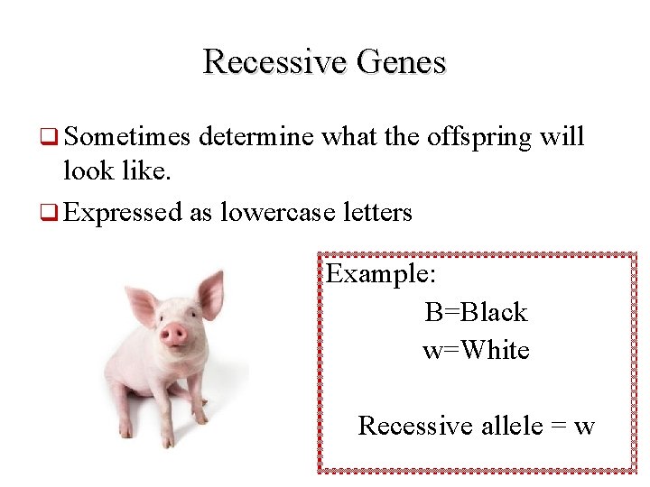 Recessive Genes q Sometimes determine what the offspring will look like. q Expressed as