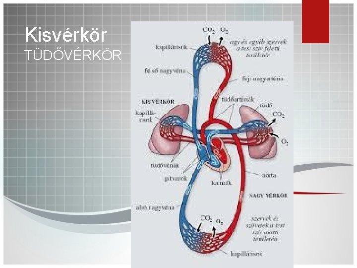 Kisvérkör TÜDŐVÉRKÖR 