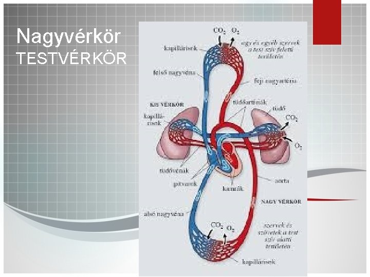 Nagyvérkör TESTVÉRKÖR 