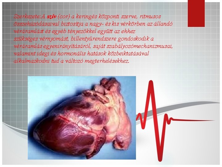 Szerkezete: A szív (cor) a keringés központi szerve, ritmusos összehúzódásaival biztosítja a nagy- és