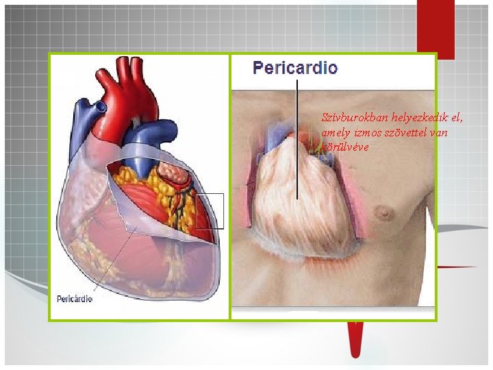Szívburokban helyezkedik el, amely izmos szövettel van körülvéve 