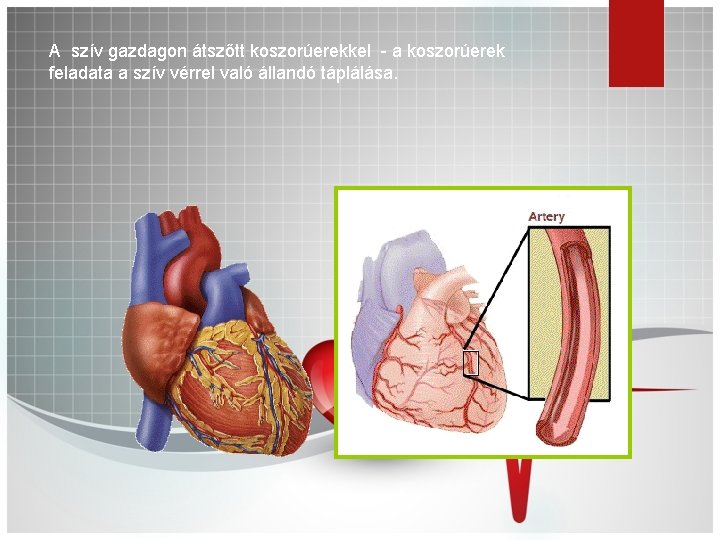 A szív gazdagon átszőtt koszorúerekkel - a koszorúerek feladata a szív vérrel való állandó