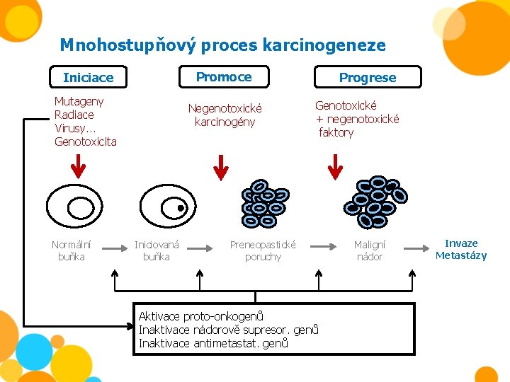 Mnohostupňový proces karcinogeneze Promoce Iniciace Mutageny Radiace Virusy. . . Genotoxicita Normální buňka Negenotoxické