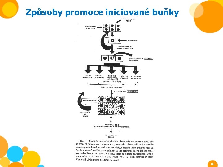 Způsoby promoce iniciované buňky 16 