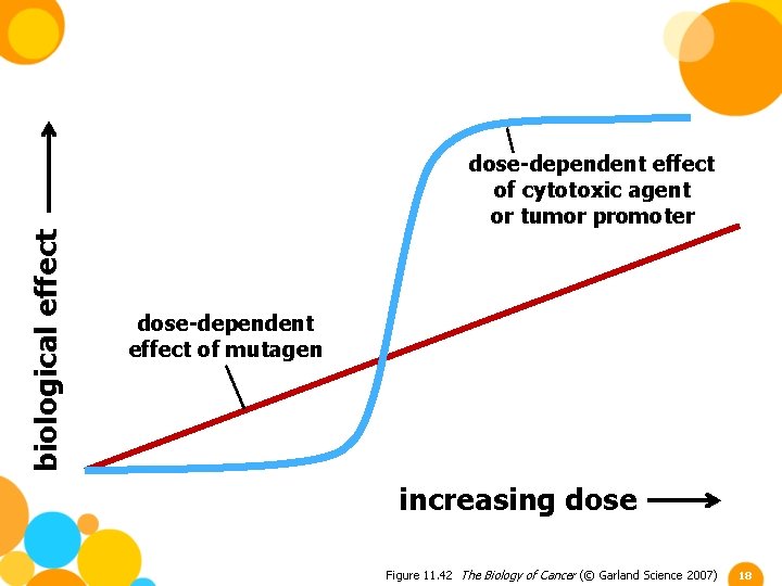 biological effect dose-dependent effect of cytotoxic agent or tumor promoter dose-dependent effect of mutagen