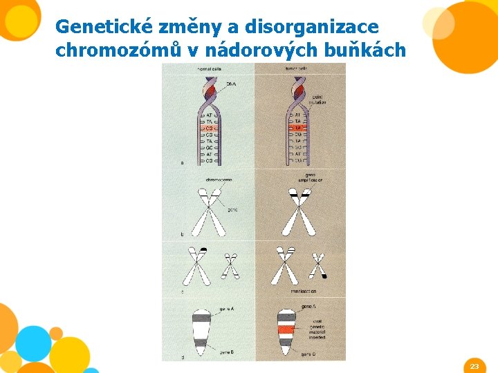 Genetické změny a disorganizace chromozómů v nádorových buňkách 23 