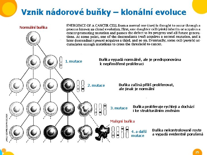 Vznik nádorové buňky – klonální evoluce Normální buňka 1. mutace Buňka vypadá normálně, ale