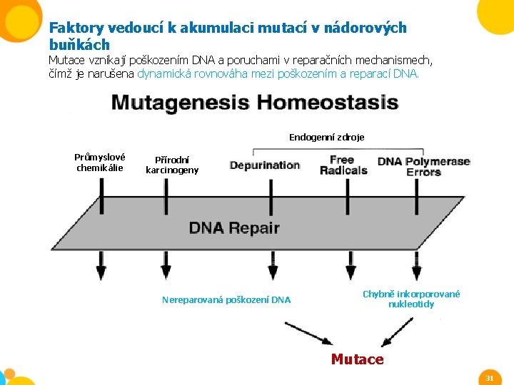 Faktory vedoucí k akumulaci mutací v nádorových buňkách Mutace vznikají poškozením DNA a poruchami