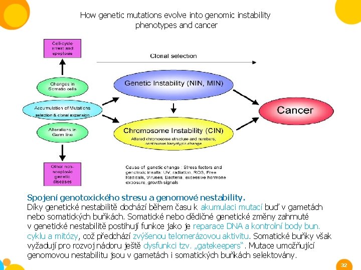 How genetic mutations evolve into genomic instability phenotypes and cancer Spojení genotoxického stresu a