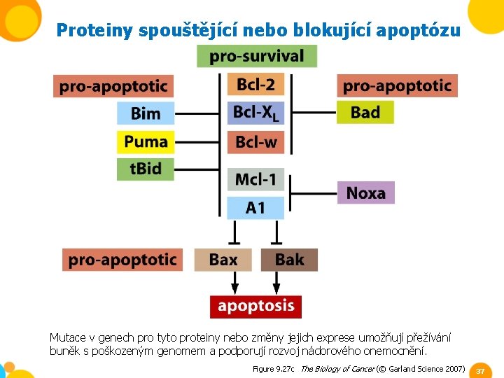 Proteiny spouštějící nebo blokující apoptózu Mutace v genech pro tyto proteiny nebo změny jejich