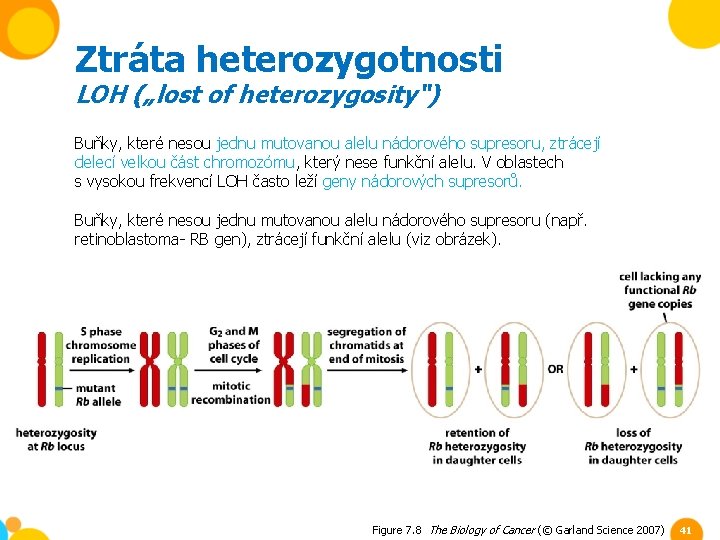 Ztráta heterozygotnosti LOH („lost of heterozygosity“) Buňky, které nesou jednu mutovanou alelu nádorového supresoru,