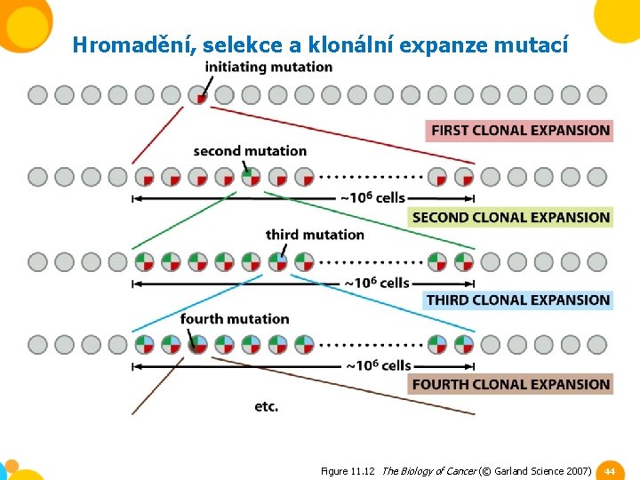 Hromadění, selekce a klonální expanze mutací Figure 11. 12 The Biology of Cancer (©